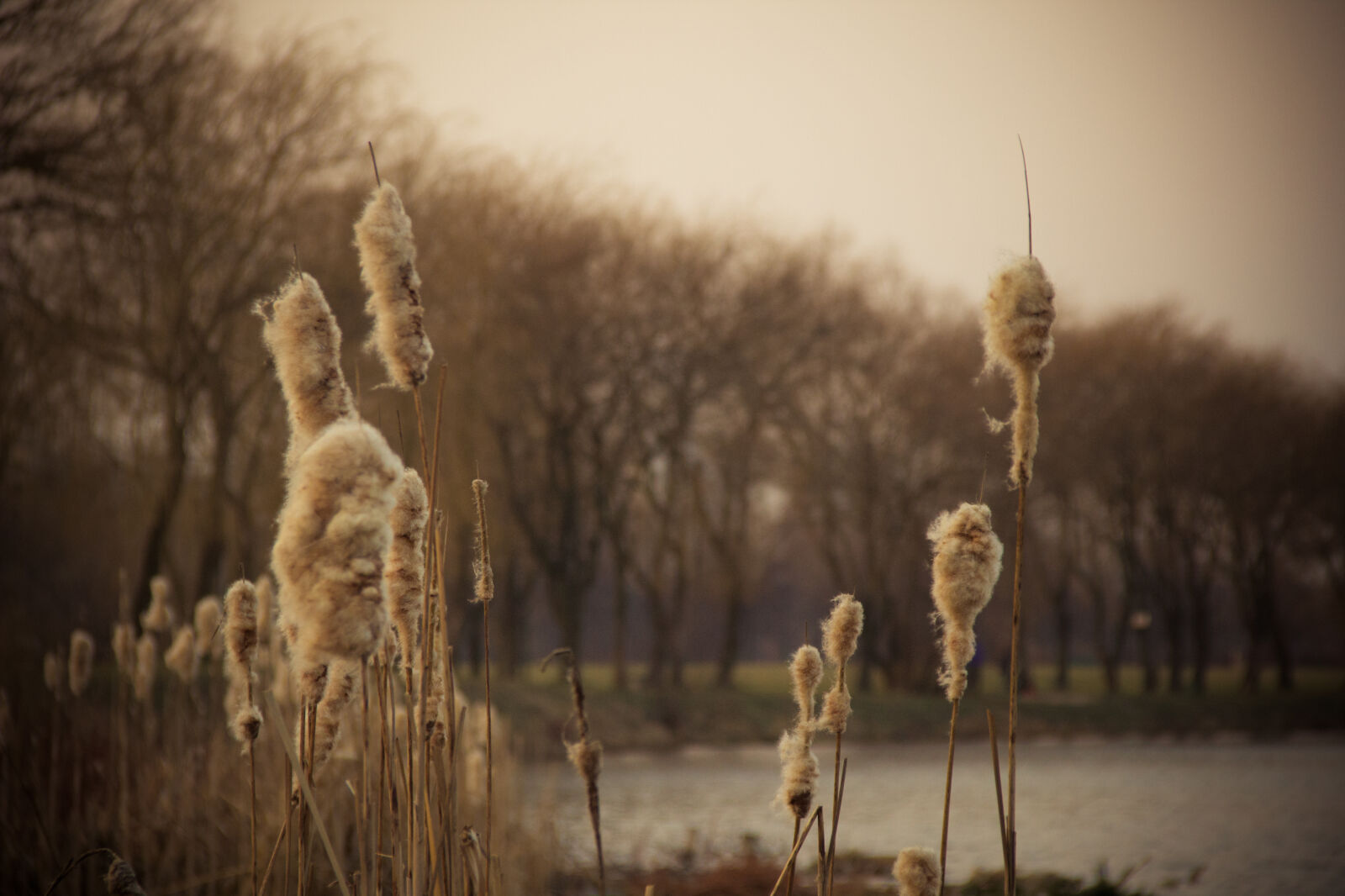 Canon EOS 600D (Rebel EOS T3i / EOS Kiss X5) sample photo. Nature, sticks, water photography