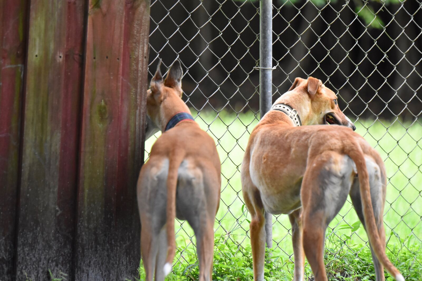 Nikon D5500 sample photo. Greyhound, retired racer, dog photography
