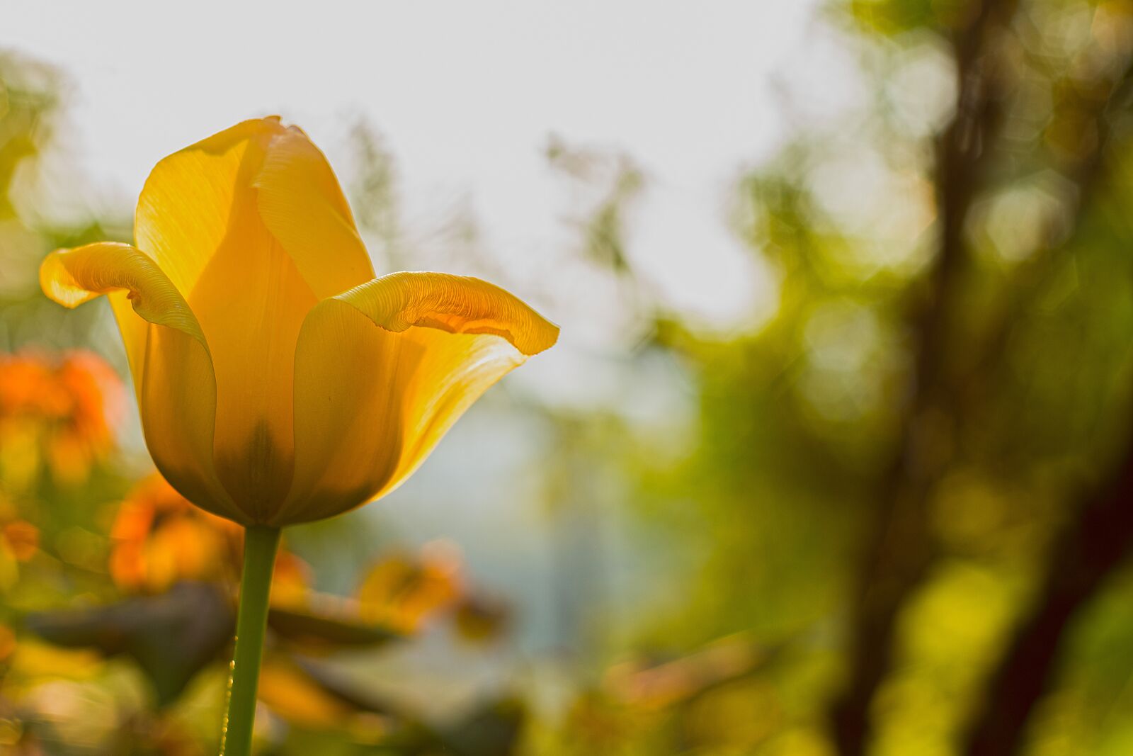 Nikon D7200 sample photo. Flower, sunrise, nature photography