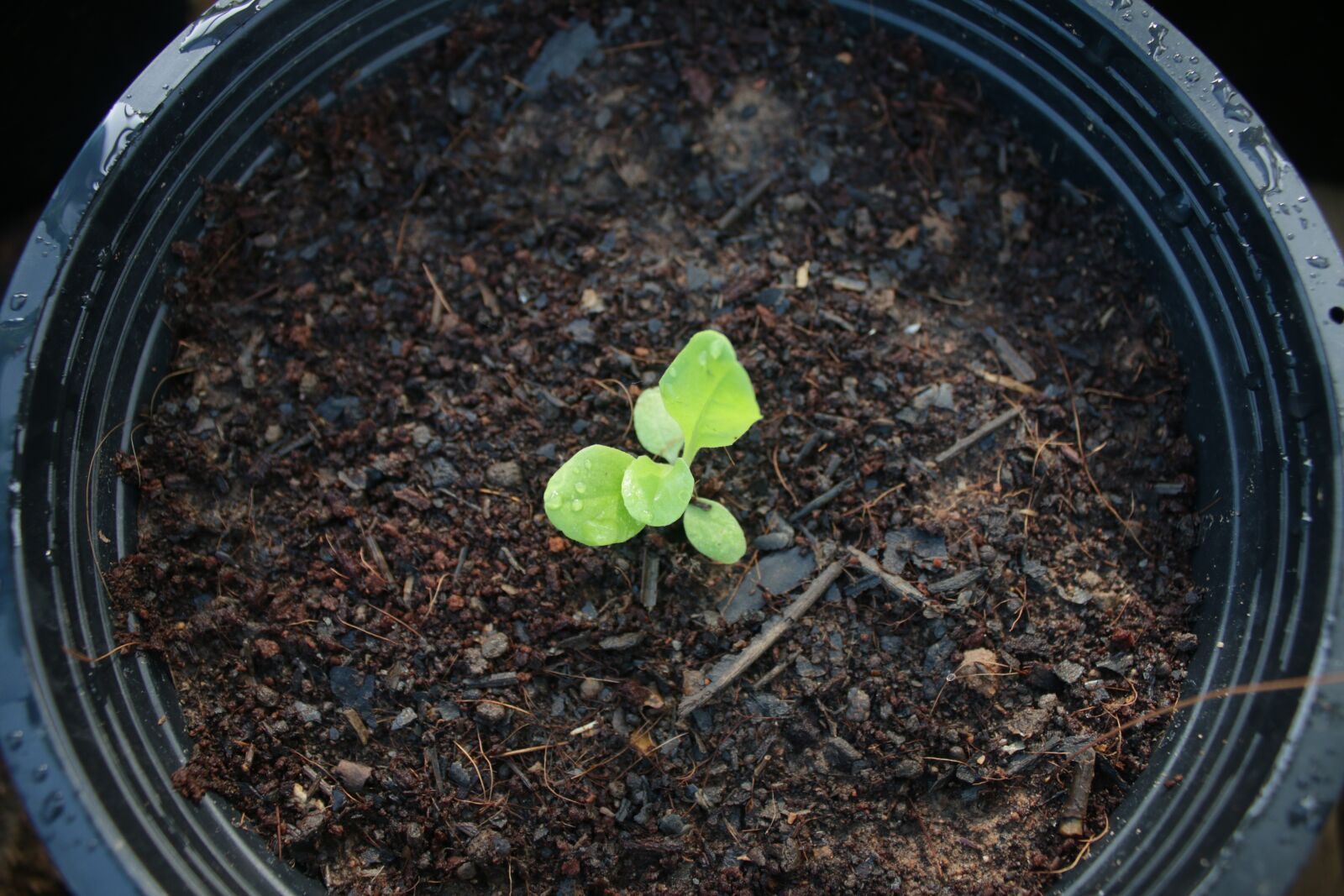 Canon EOS 70D sample photo. Vegetarian, healthy, leaf photography