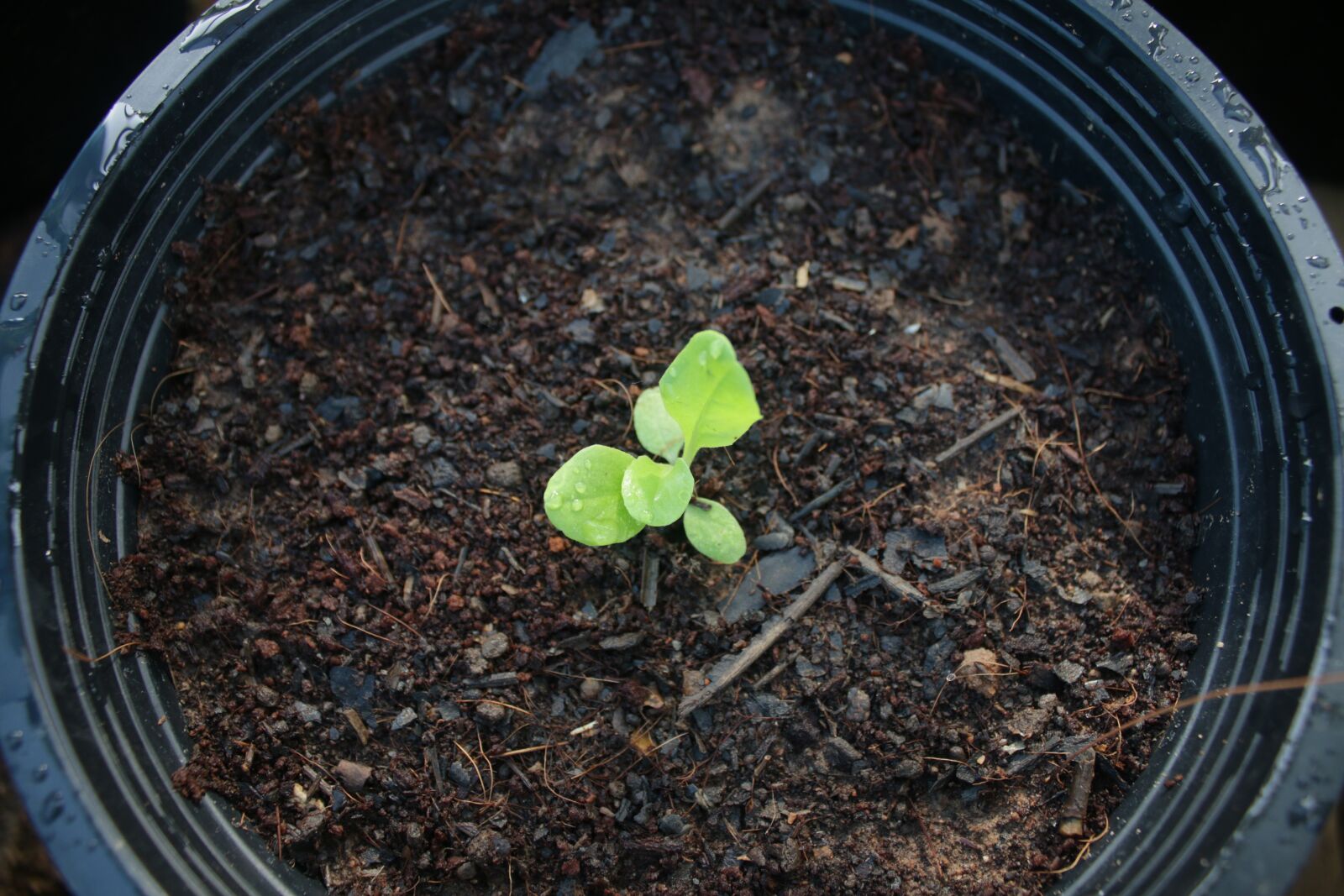 Canon EOS 70D + Canon EF-S 18-55mm F3.5-5.6 IS sample photo. Vegetarian, healthy, leaf photography