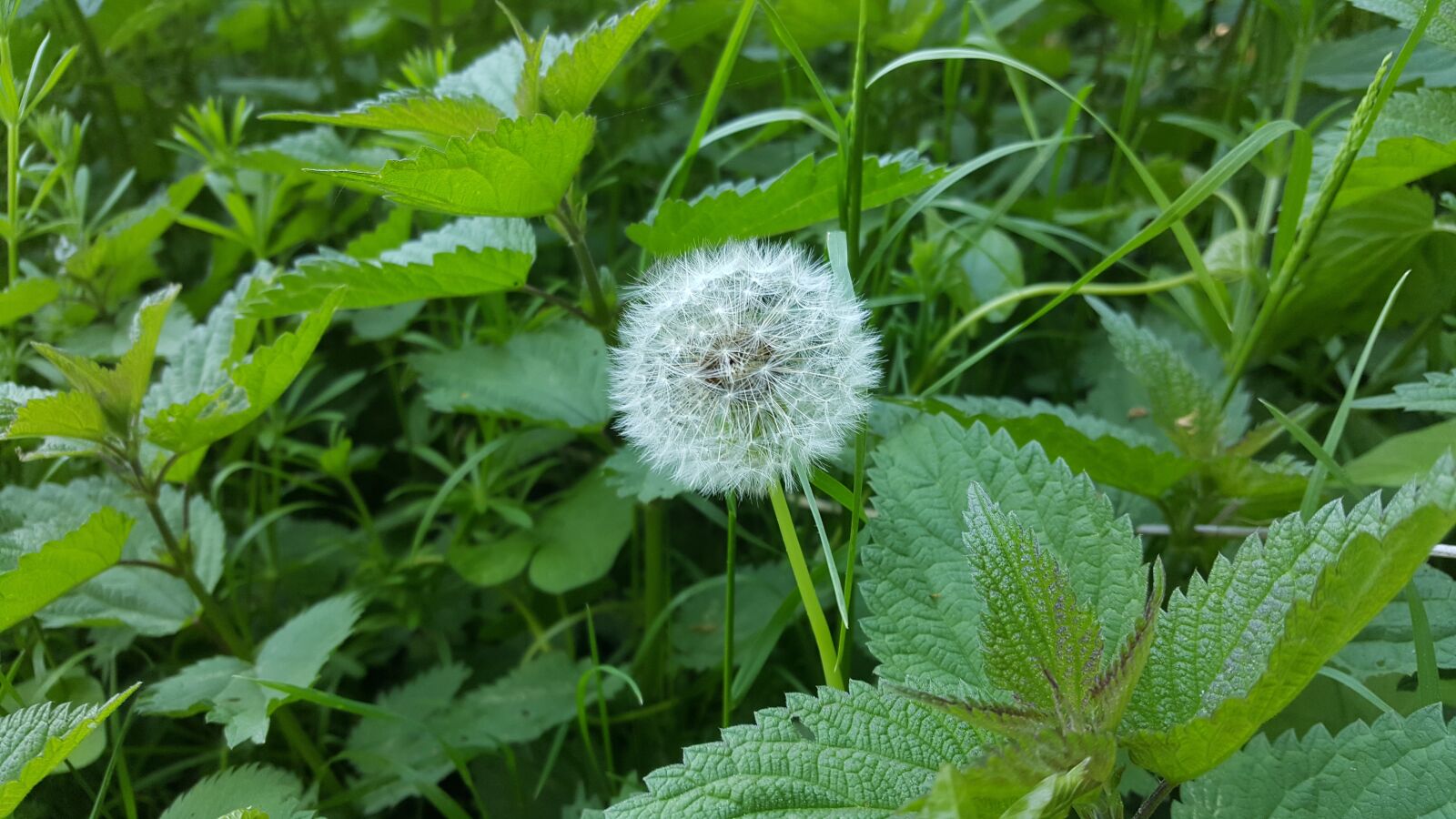 Samsung Galaxy S6 sample photo. Dandelion, wishes, herbs photography