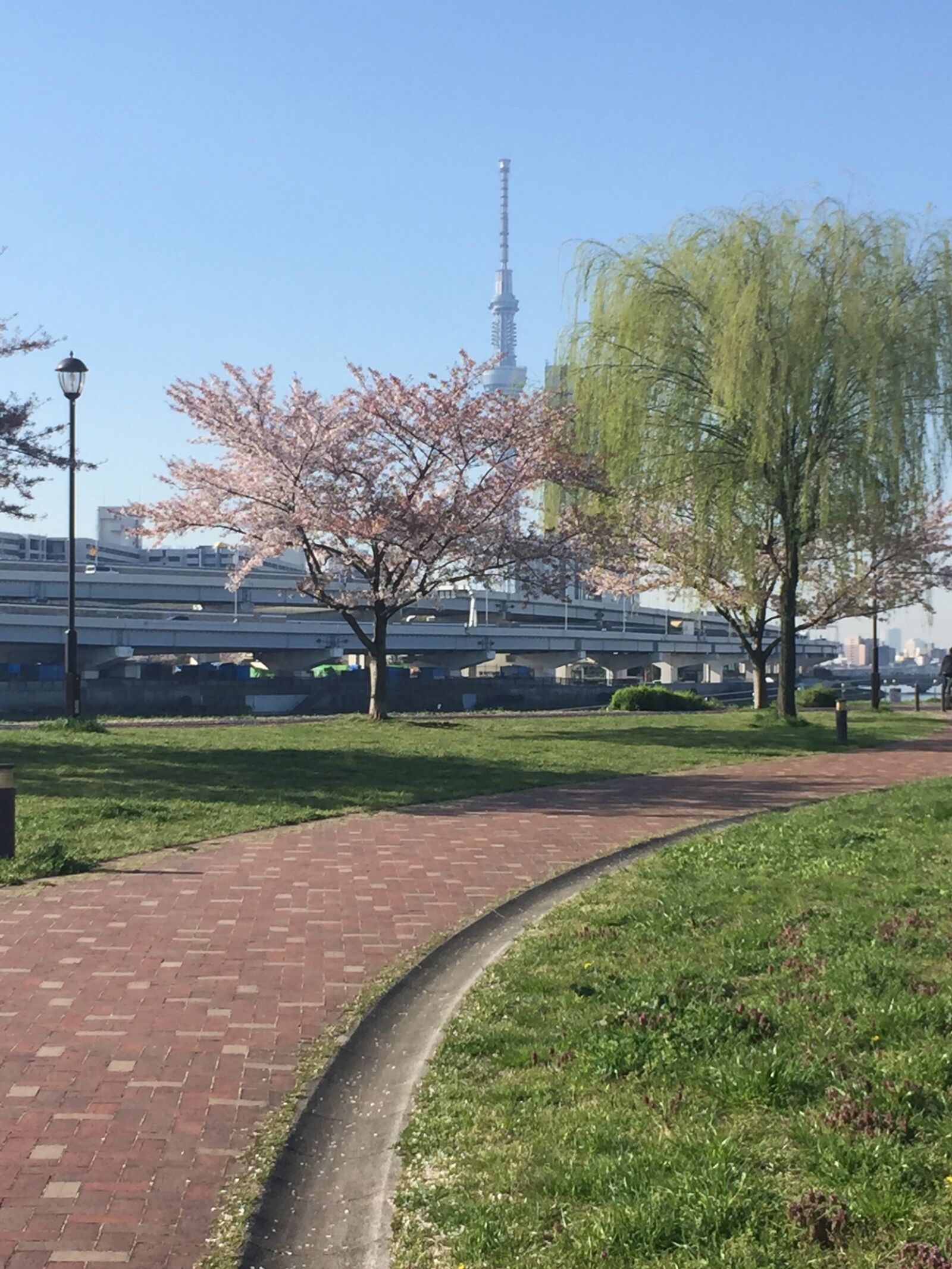 iPhone 6 back camera 4.15mm f/2.2 sample photo. Road, tokyo, sky, tree photography