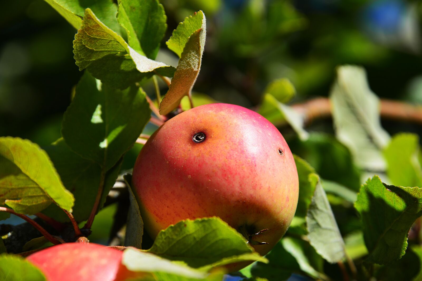 Nikon D610 sample photo. Apple, defective, red photography