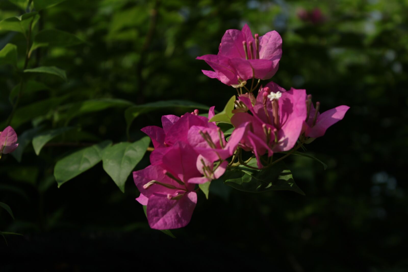 Canon EOS 500D (EOS Rebel T1i / EOS Kiss X3) sample photo. Blossom, crown, plant photography
