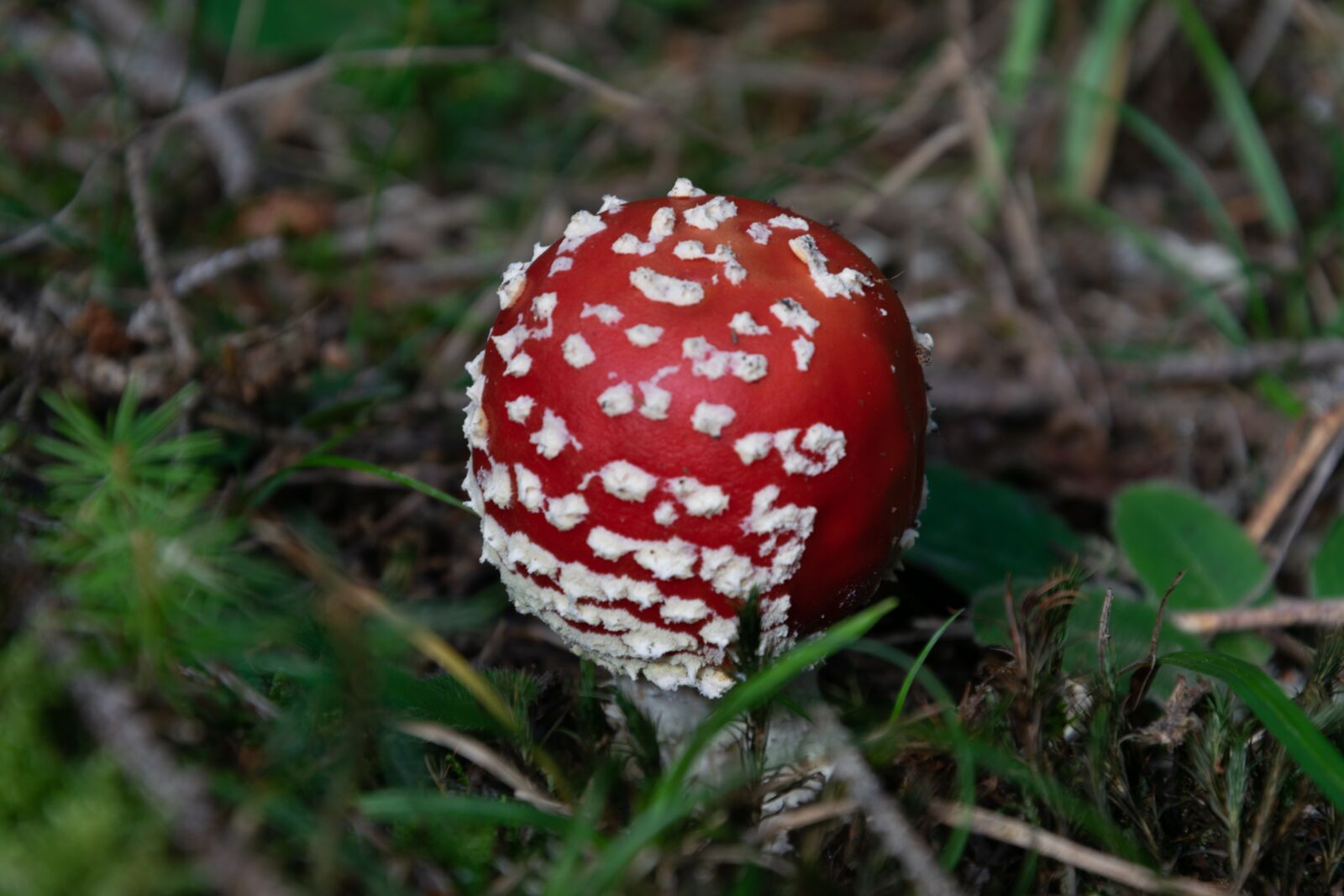 Nikon D3300 sample photo. Mushroom, forest, autumn photography