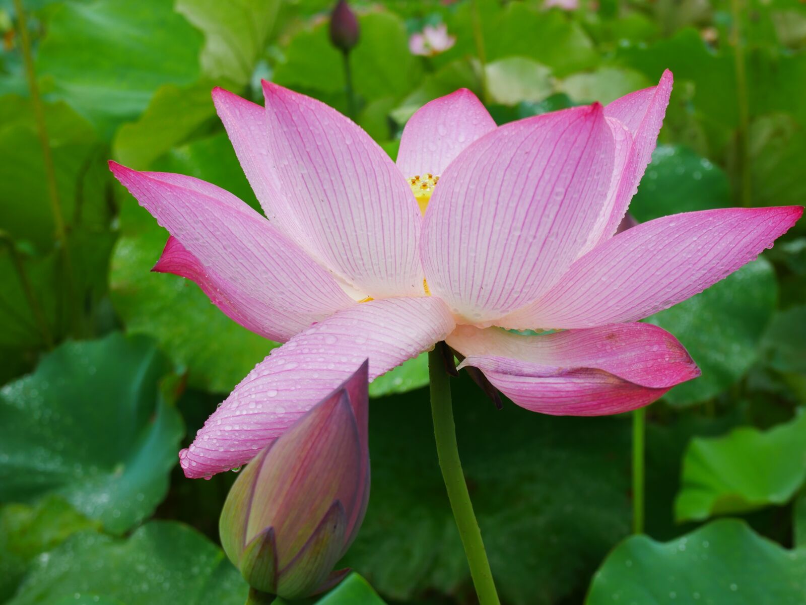 Panasonic Lumix DMC-GX85 (Lumix DMC-GX80 / Lumix DMC-GX7 Mark II) sample photo. Plant, lotus, rain photography