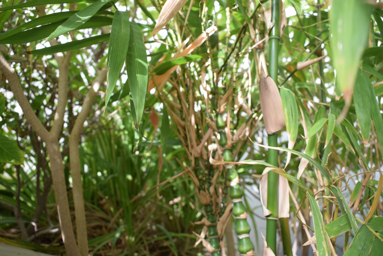 Nikon D5300 sample photo. Leaf, green, leaves photography