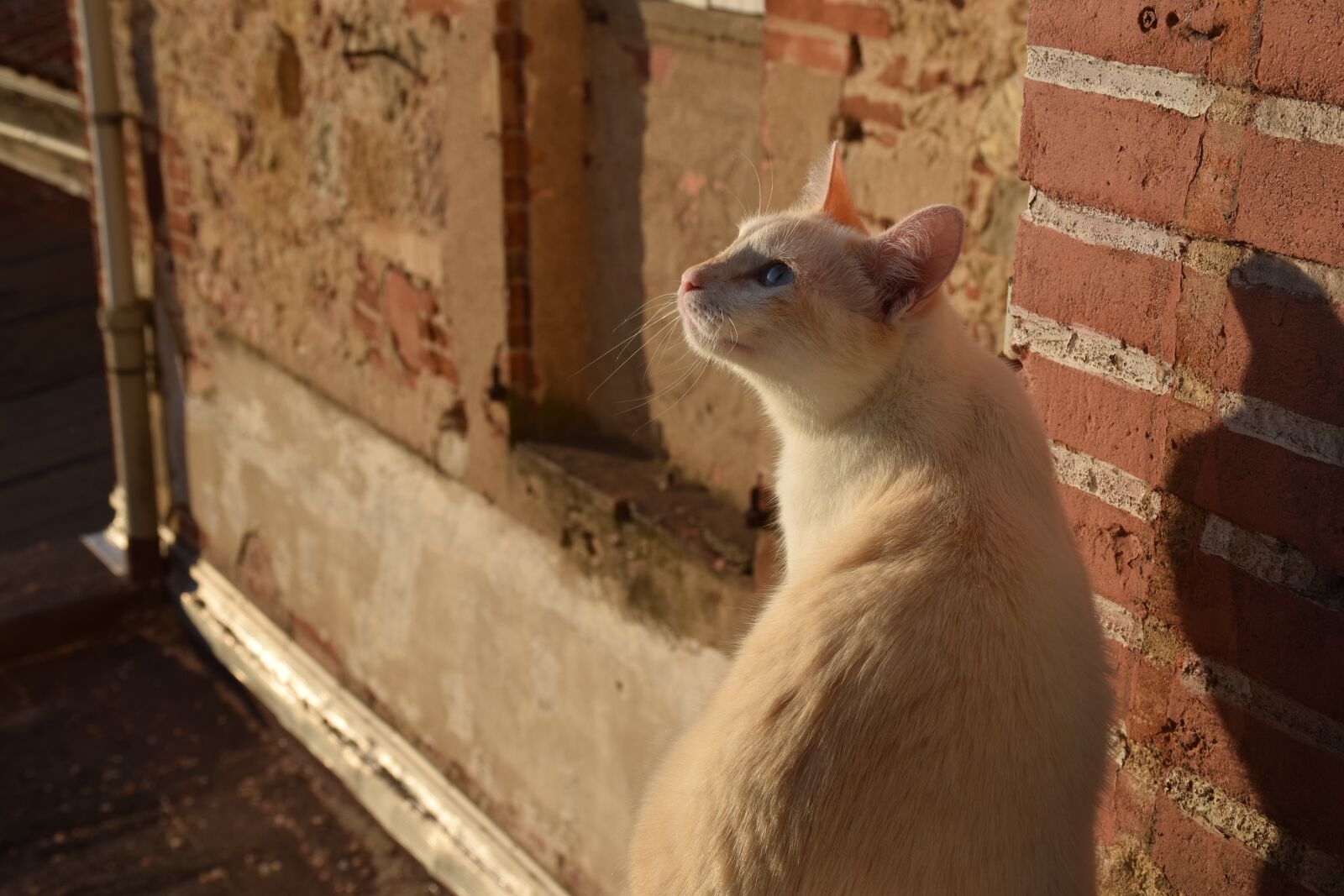 Nikon D5300 sample photo. Cat, feline, animal photography