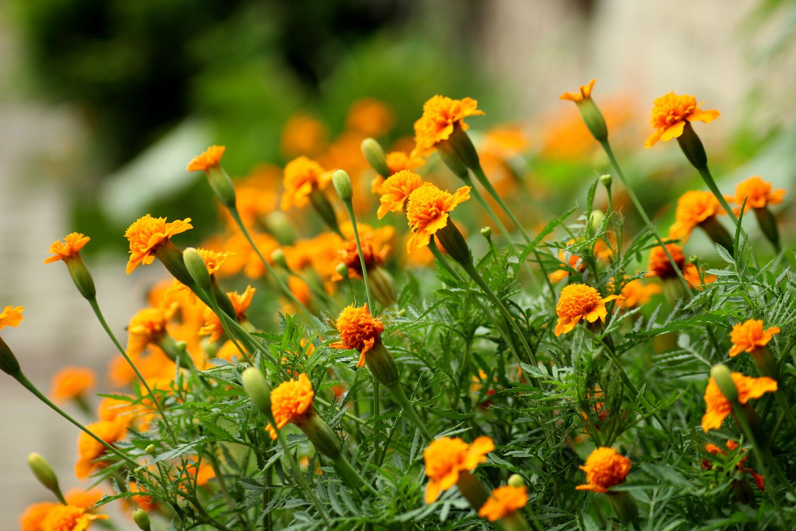 Canon EOS 1200D (EOS Rebel T5 / EOS Kiss X70 / EOS Hi) sample photo. Marigold, yellow flowers, summer photography