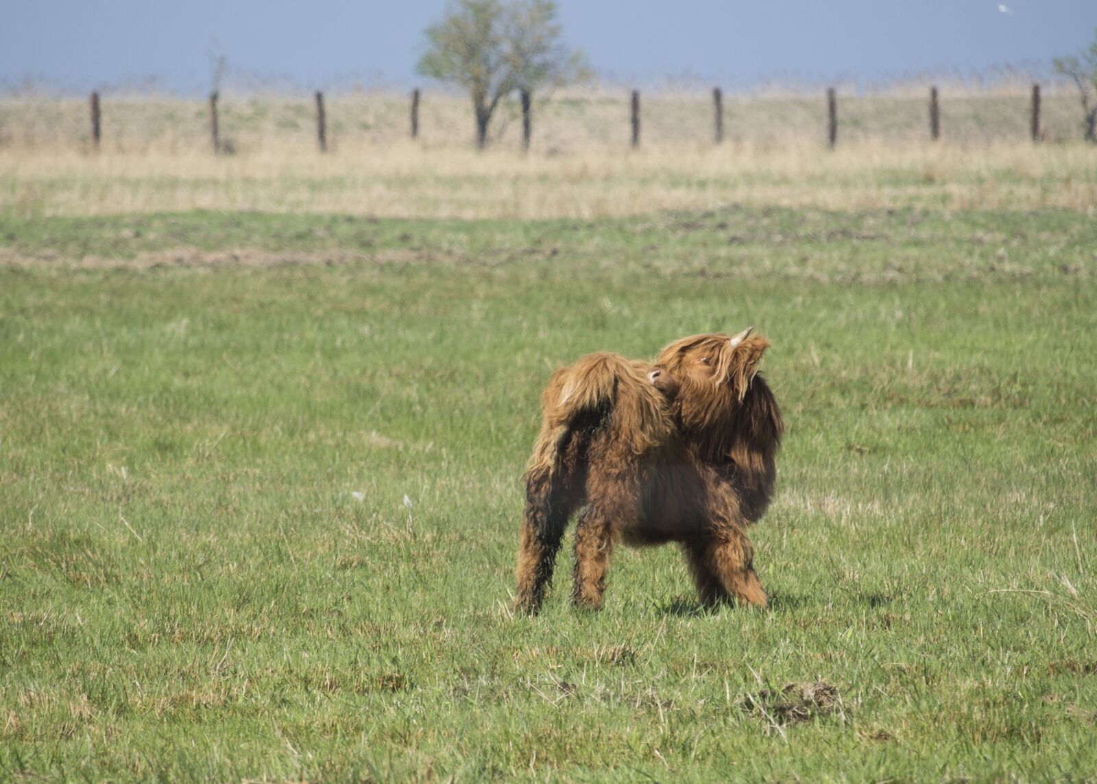 Canon EF-S 55-250mm F4-5.6 IS STM sample photo. Mammals, lawn, animals photography