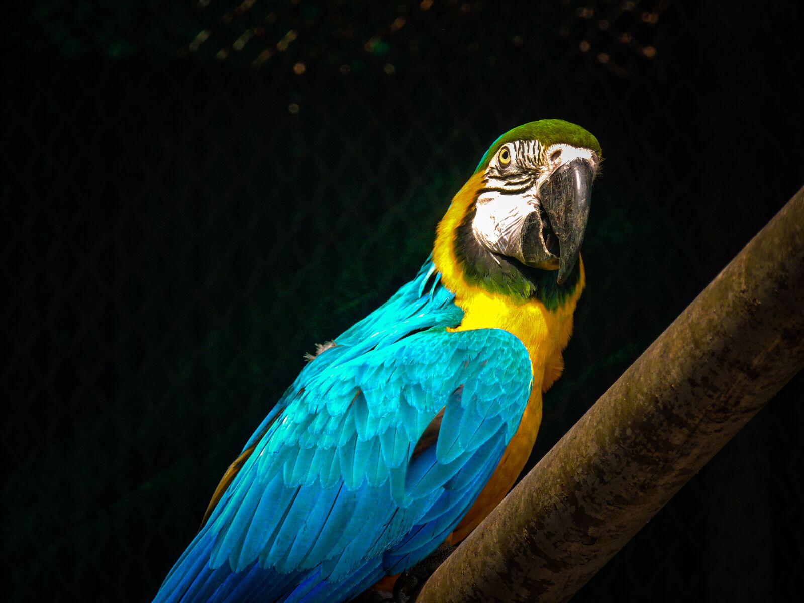 Nikon Coolpix P510 sample photo. Parrot, photography, nature photography