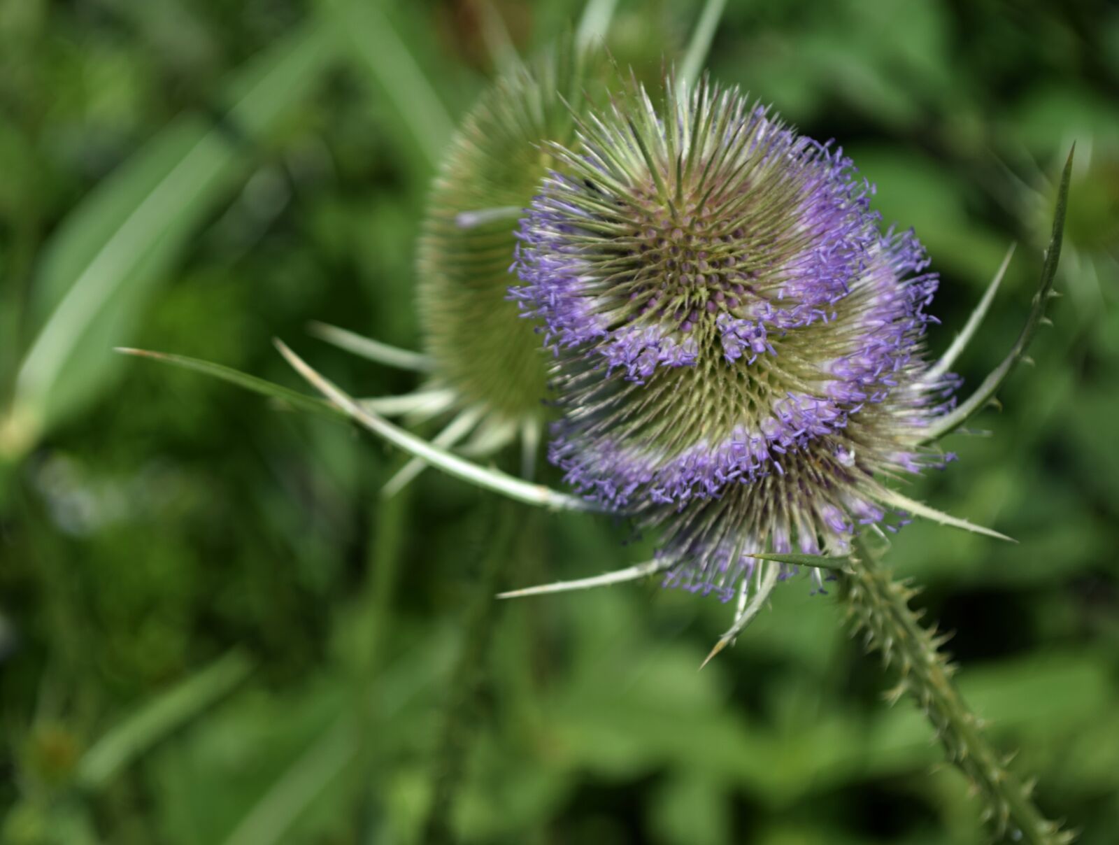 Nikon D5300 sample photo. Thistle, flower, summer photography