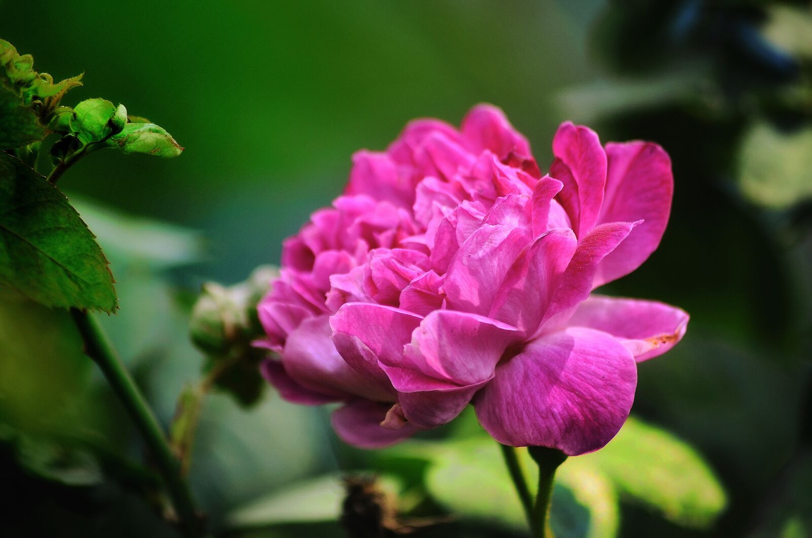 Nikon D5100 sample photo. Rose flower, red, flower photography