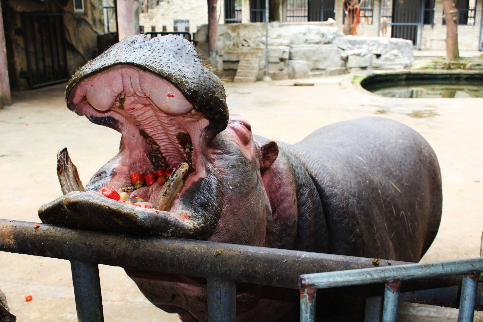 Canon EOS 100D (EOS Rebel SL1 / EOS Kiss X7) sample photo. Hippo, mouth, eating photography