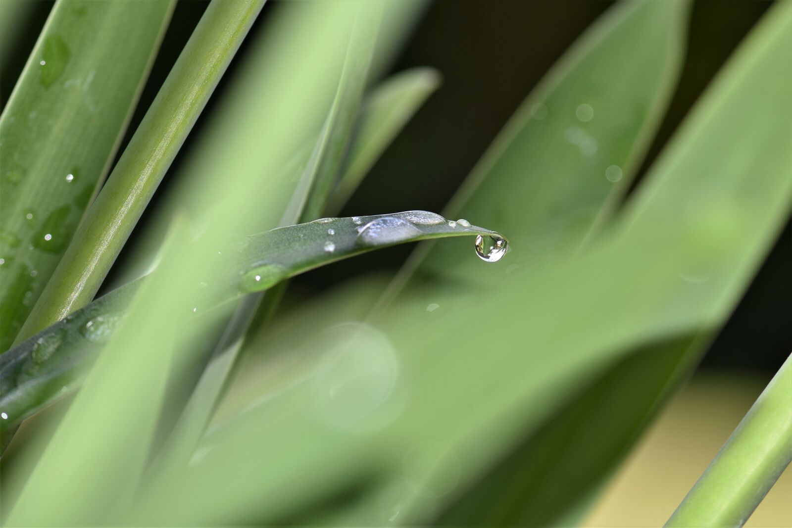 Nikon D5500 sample photo. Jewelry lilies, plant, leaves photography