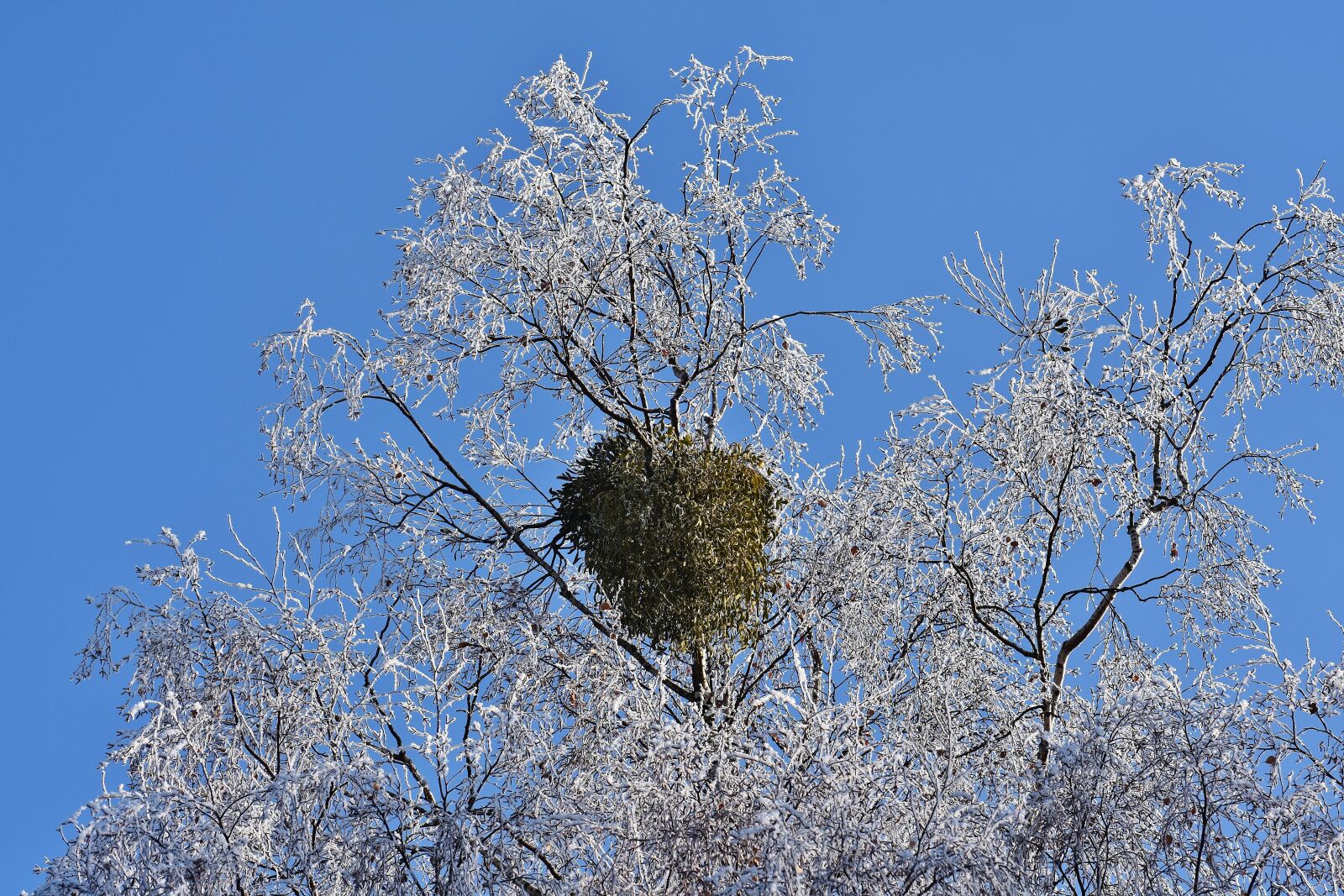 Nikon D7200 sample photo. Blue sky, tree, winter photography