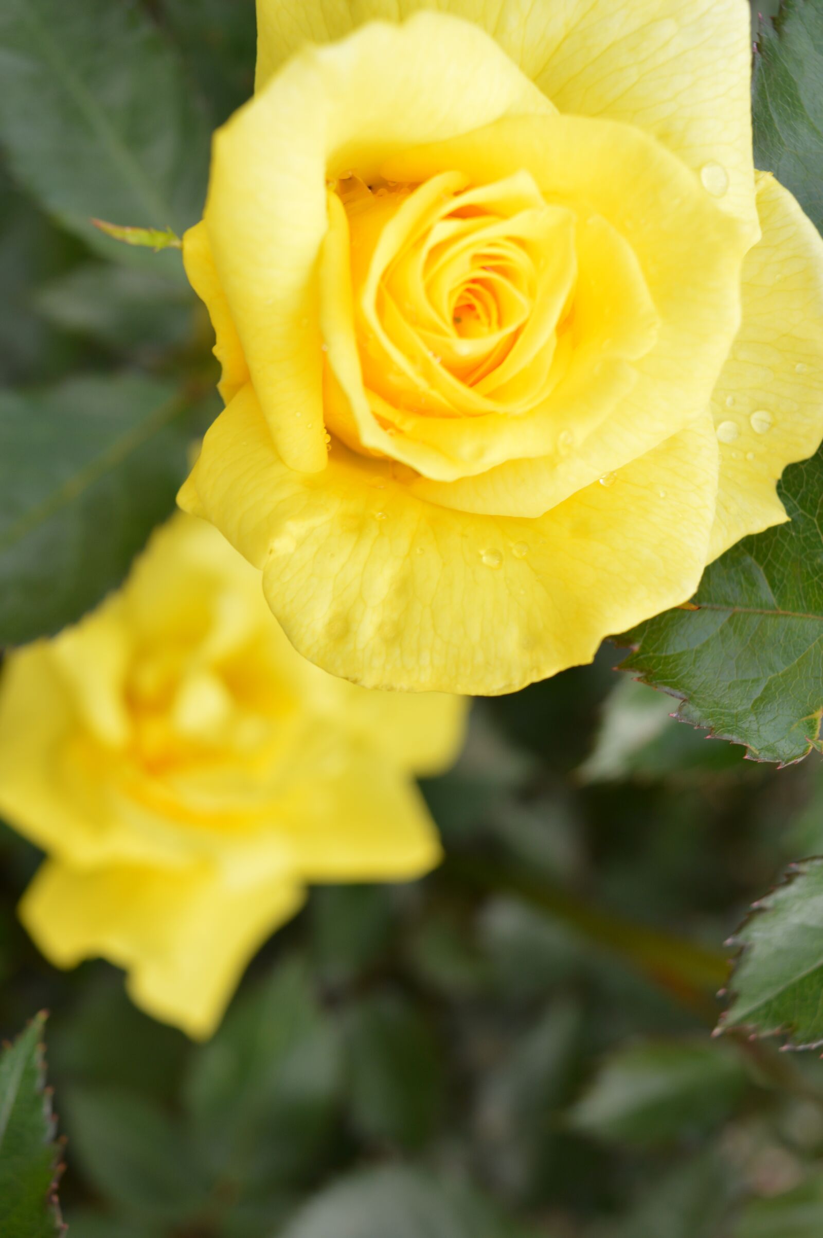Nikon D3200 sample photo. Rose, fragrance, flower photography
