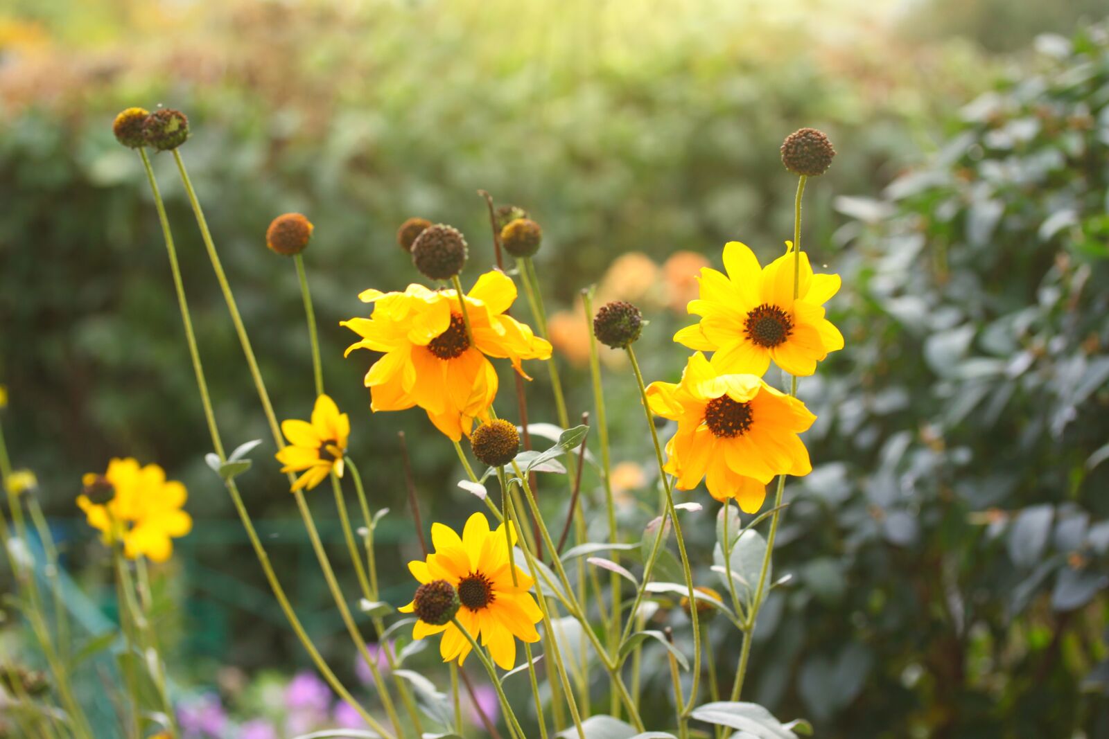 Canon EOS 500D (EOS Rebel T1i / EOS Kiss X3) sample photo. Flowers, yellow, spring photography