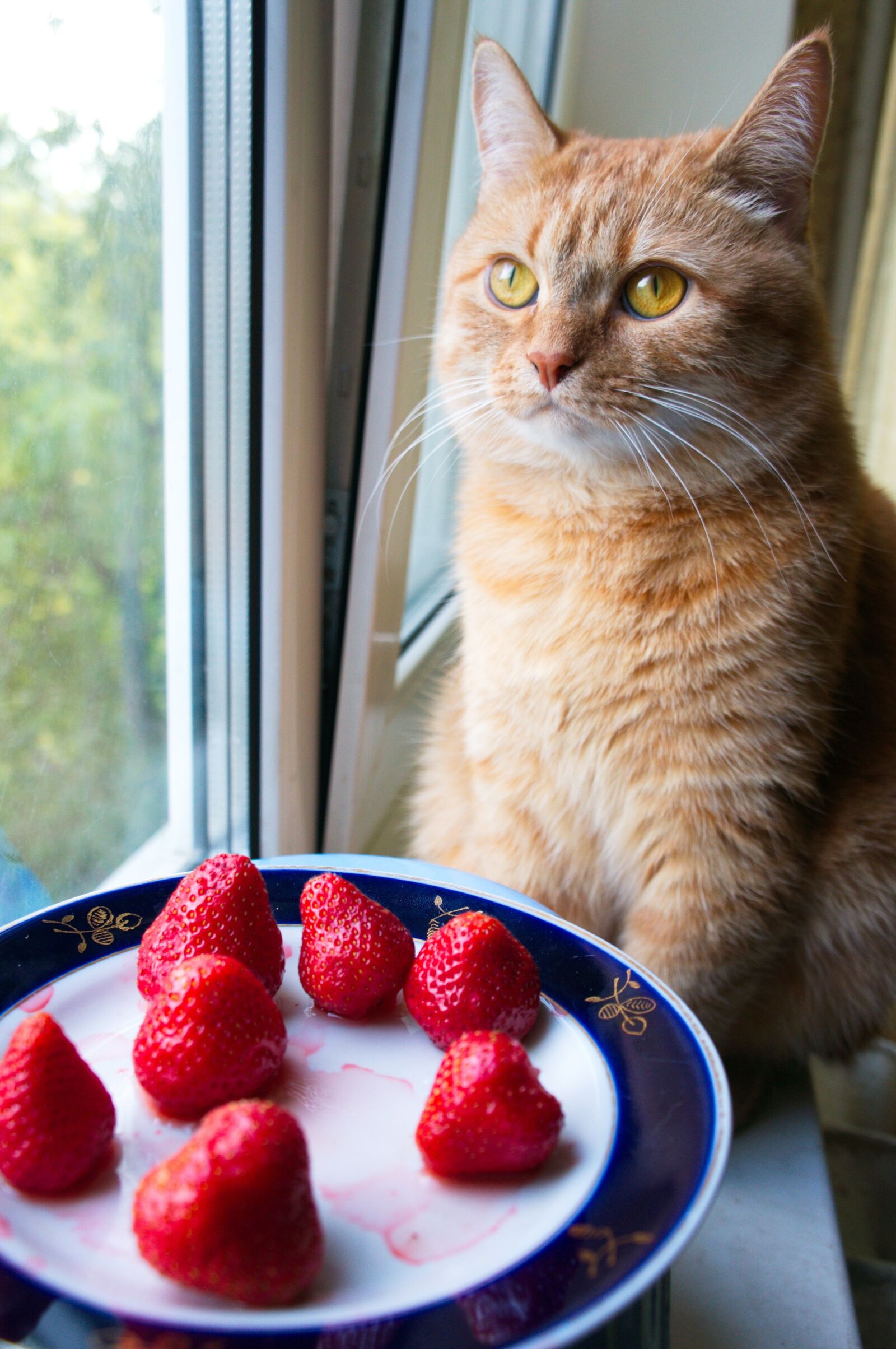 Sony Alpha NEX-5R + Sony E 18-55mm F3.5-5.6 OSS sample photo. Home, dessert, pet photography