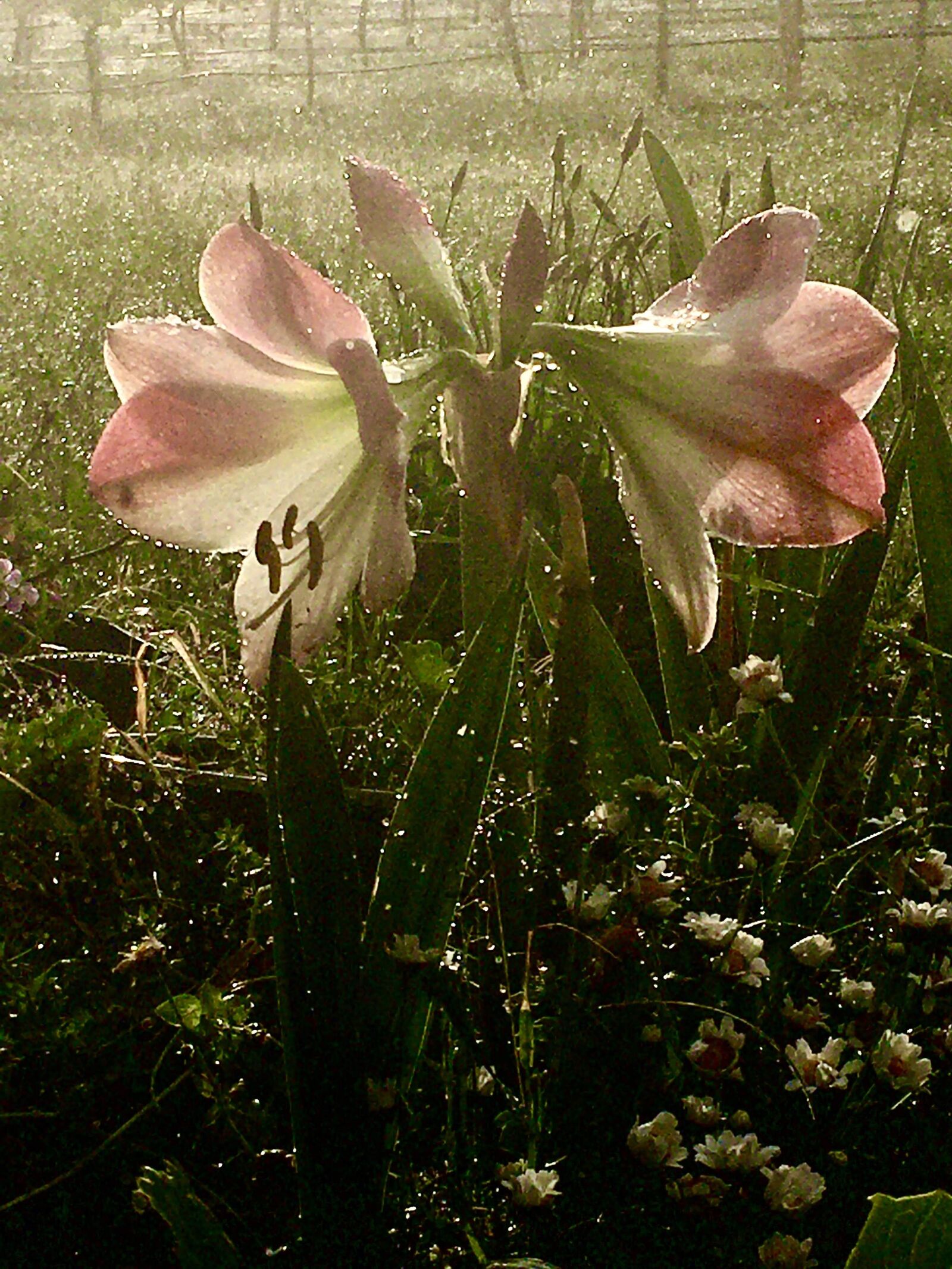 Apple iPhone 6s sample photo. Flower, spring, bulb photography