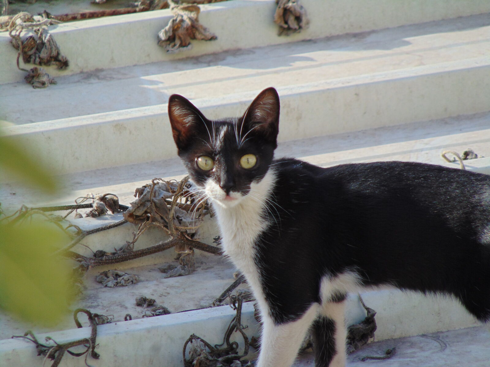Sony Cyber-shot DSC-H300 sample photo