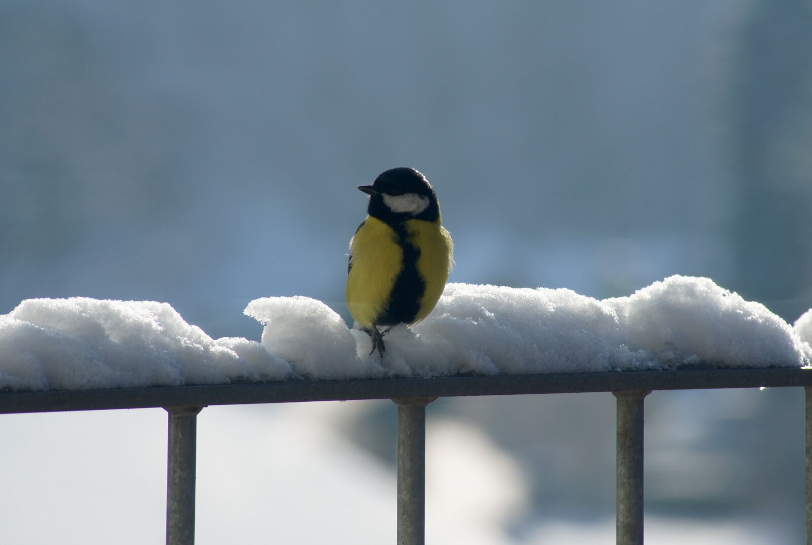 Sony Alpha DSLR-A500 sample photo. Black maise, bird, nature photography