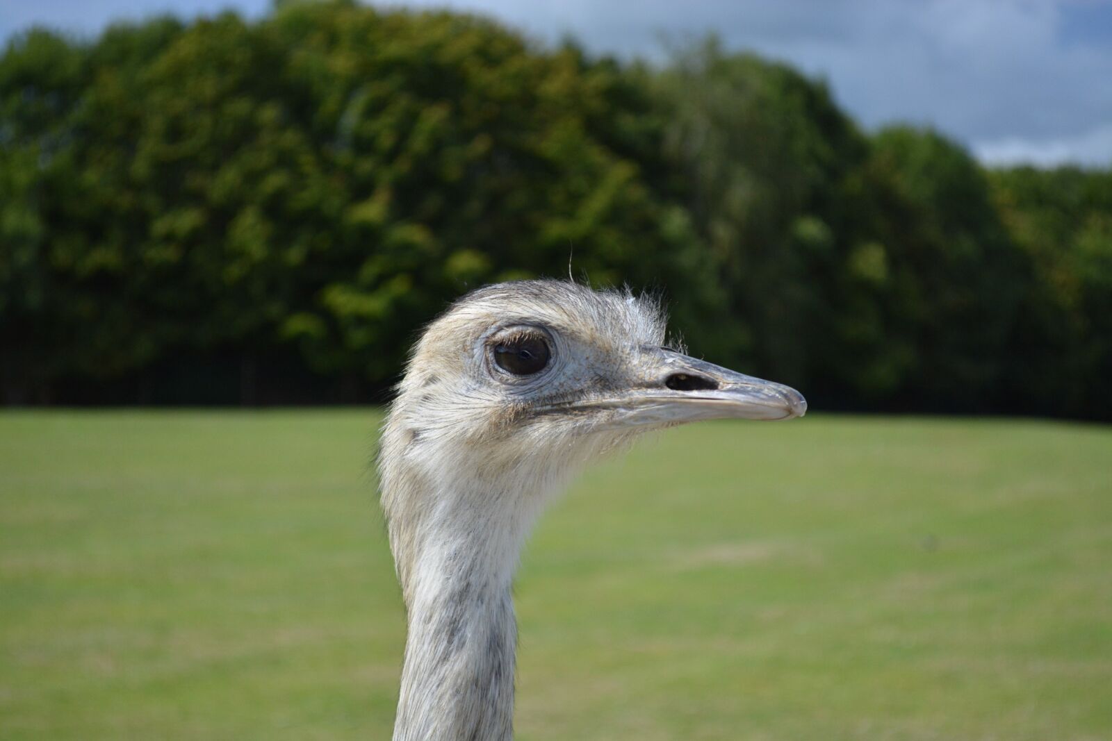 Nikon D5200 sample photo. Emu, animal, nature photography