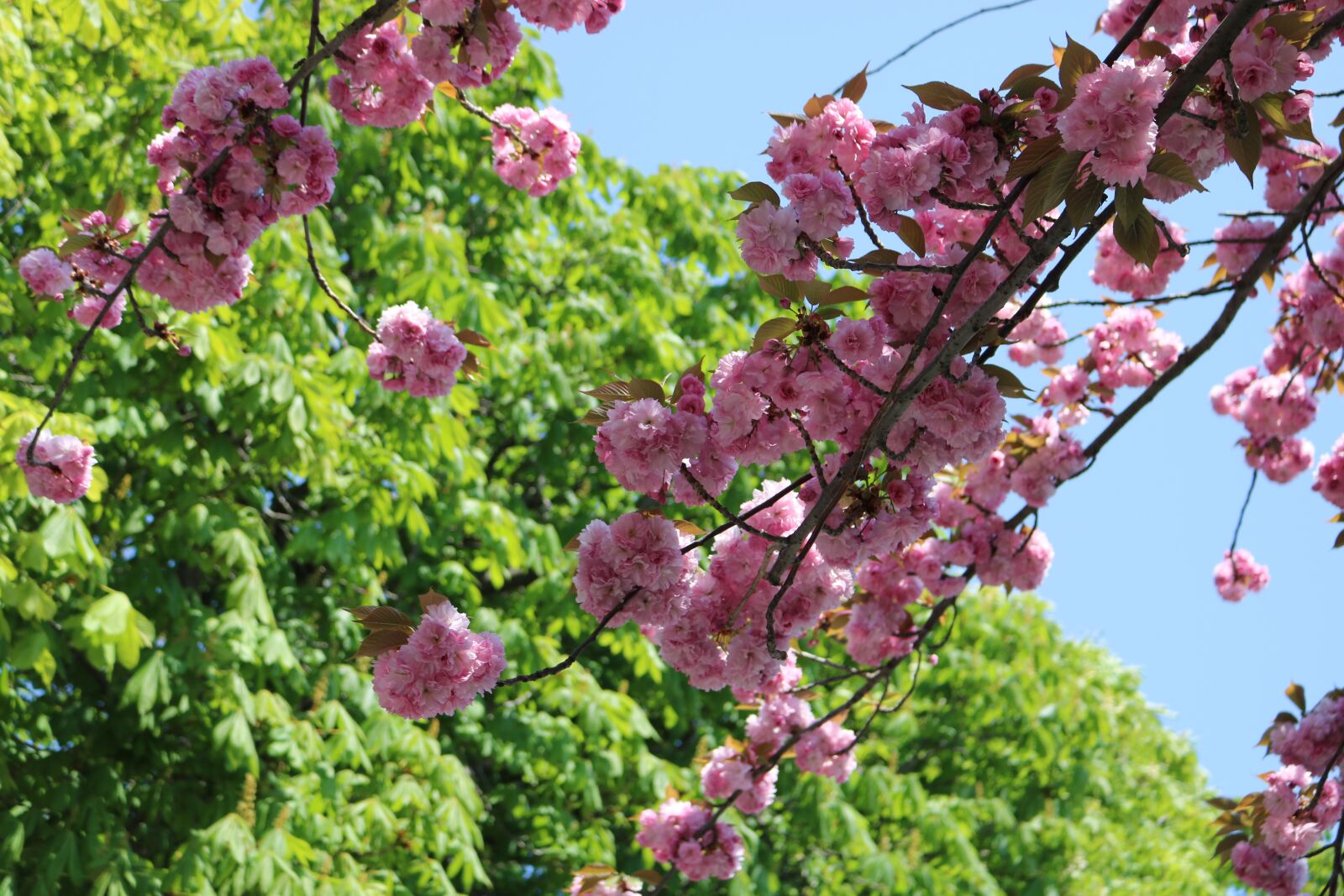 Canon EOS 750D (EOS Rebel T6i / EOS Kiss X8i) sample photo. Flower, plant, garden photography