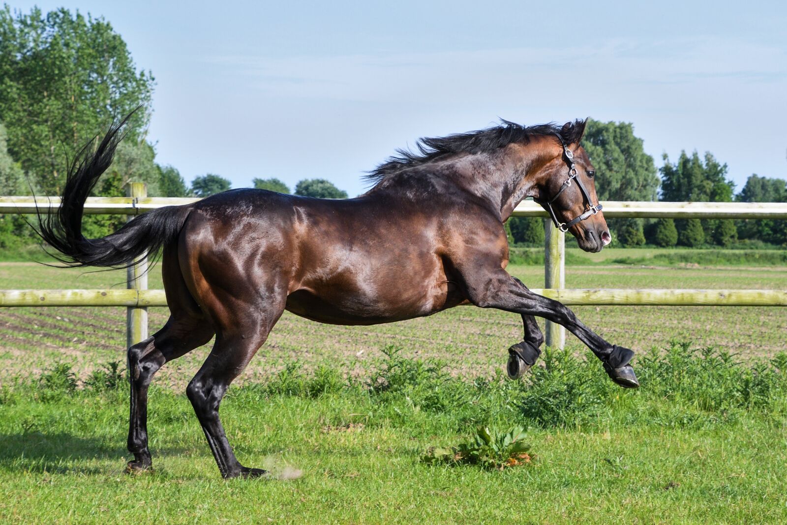 Nikon D500 sample photo. Horse, gallop, play photography