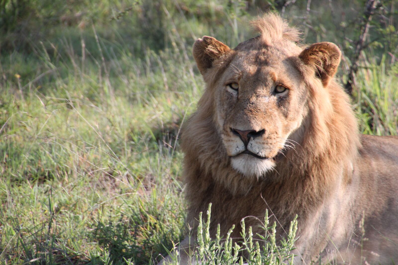 Canon EOS 500D (EOS Rebel T1i / EOS Kiss X3) sample photo. Lion, nature, south africa photography
