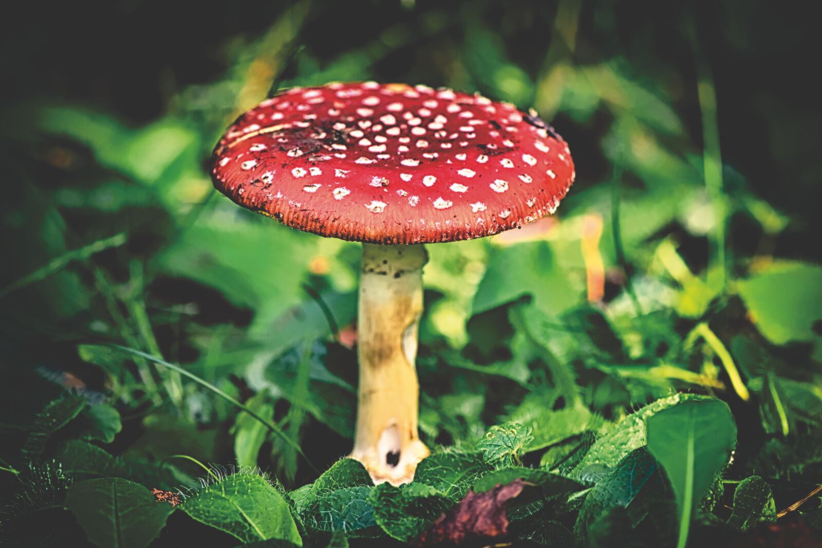 Nikon D7200 sample photo. Matryoshka, amanita muscaria, mushroom photography