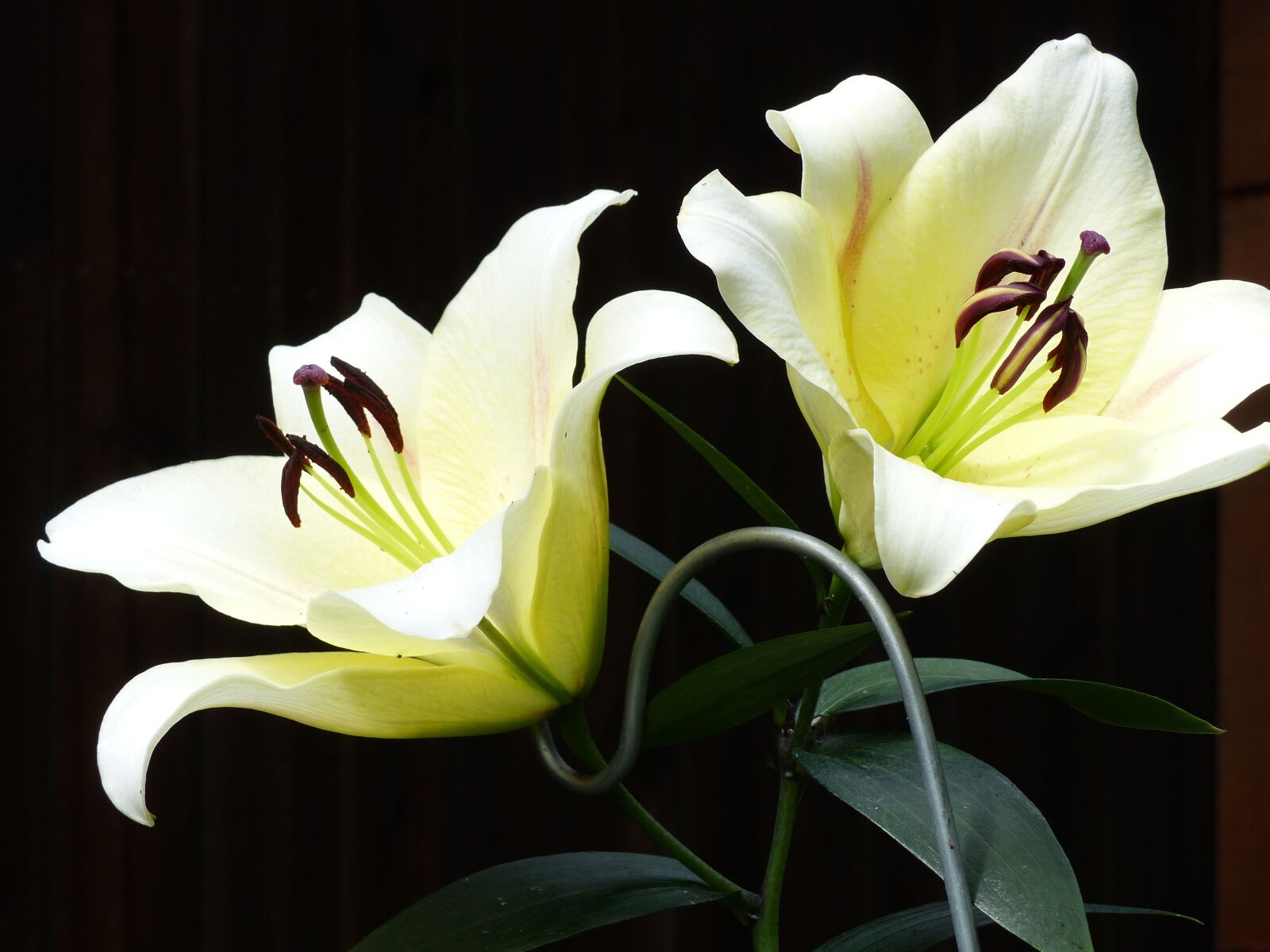 Panasonic Lumix DMC-FZ200 sample photo. Lilies, white, garden photography