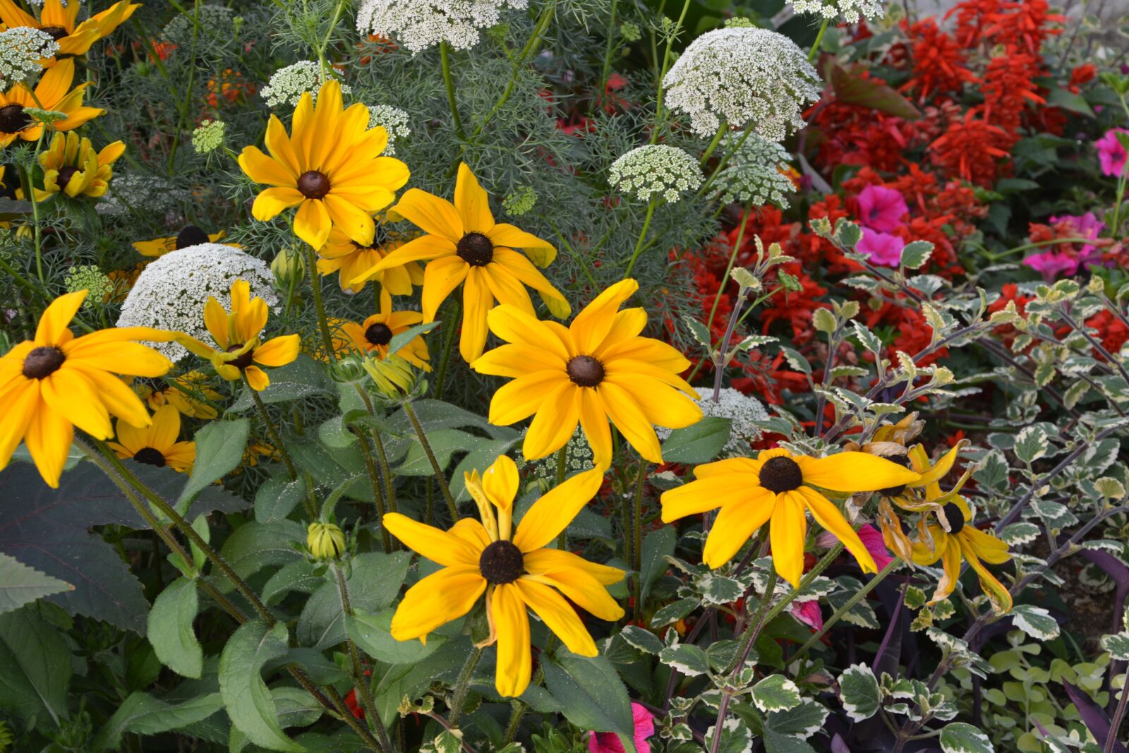 Nikon D5200 sample photo. Flowers, massif, parterre photography
