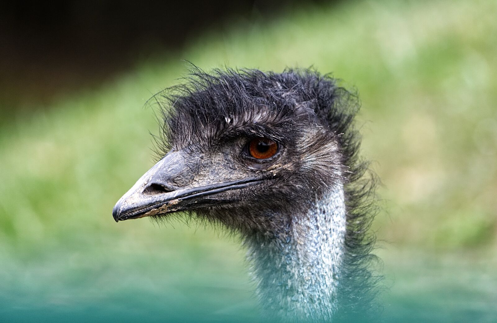 Nikon D5200 sample photo. Animal world, nature, animal photography