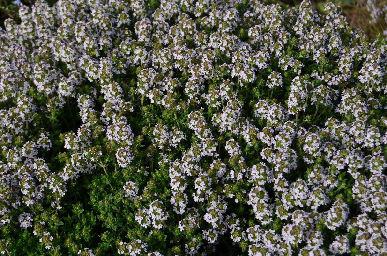 Nikon D5100 sample photo. Flowers, field, spring photography