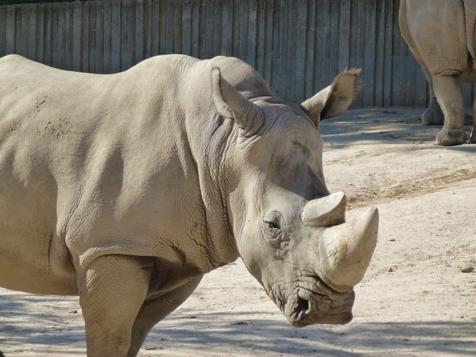 Panasonic Lumix DMC-ZS10 (Lumix DMC-TZ20 / Lumix DMC-TZ22) sample photo. Rhino, white rhino, zoo photography