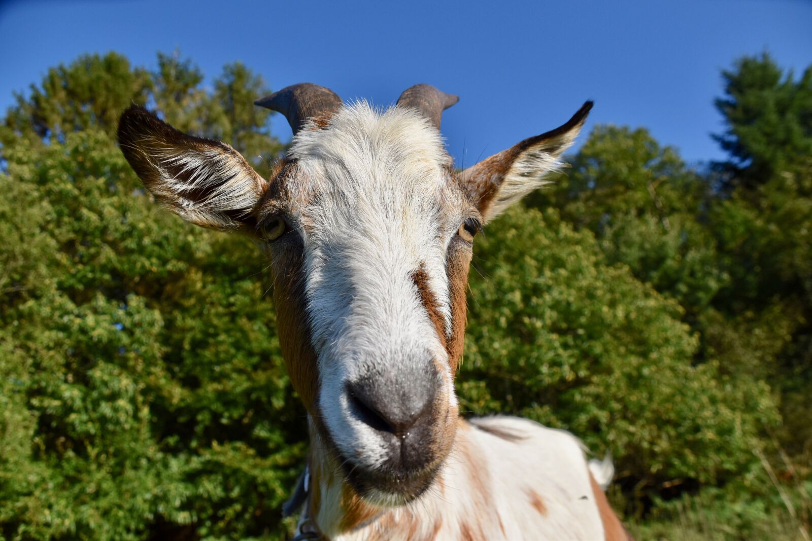 Nikon D5600 sample photo. Goat, ruminant, animal photography