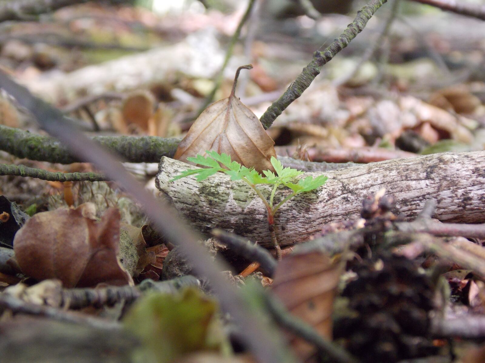 Nikon Coolpix L810 sample photo. Leaf, undergrowth, forest photography