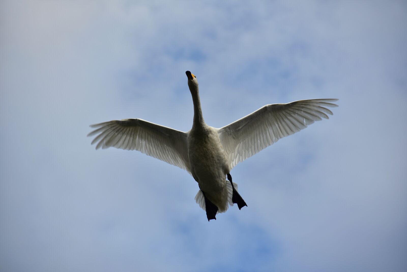 Nikon D7200 sample photo. Animal, sky, bird photography