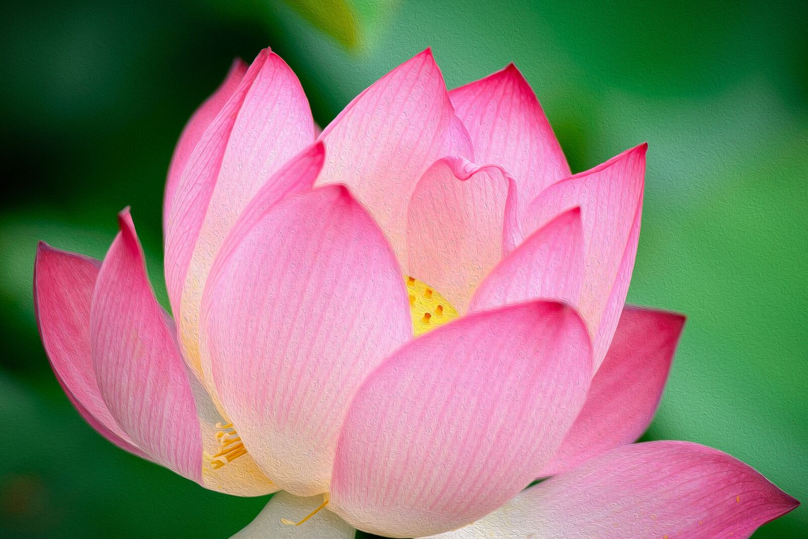 Nikon D610 sample photo. Lotus, flower, nature photography