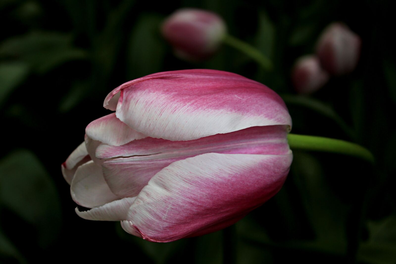 Canon EOS 550D (EOS Rebel T2i / EOS Kiss X4) sample photo. Tulip, flower, spring photography