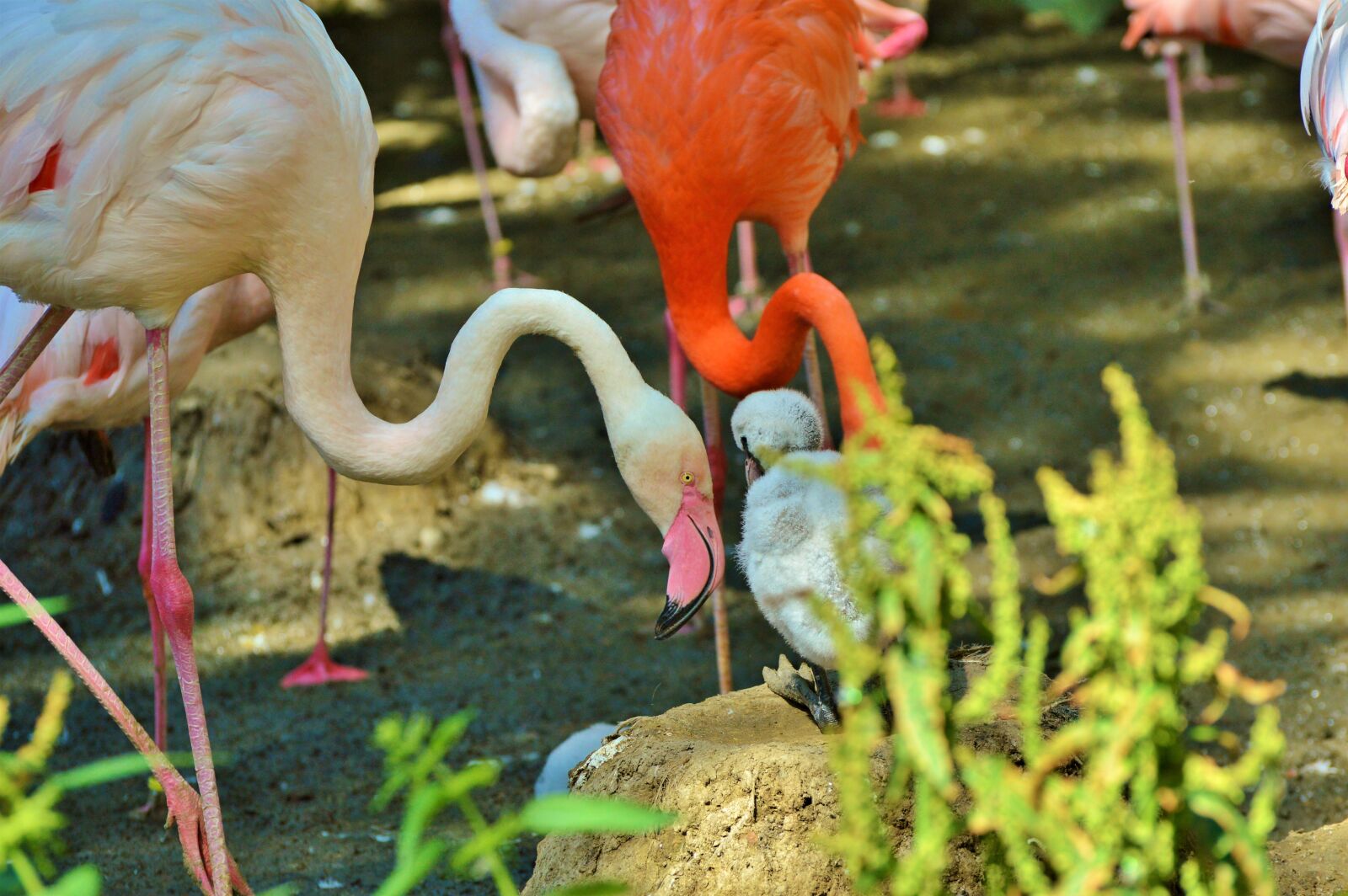 Nikon D3200 sample photo. Flamingo, bird, pink photography
