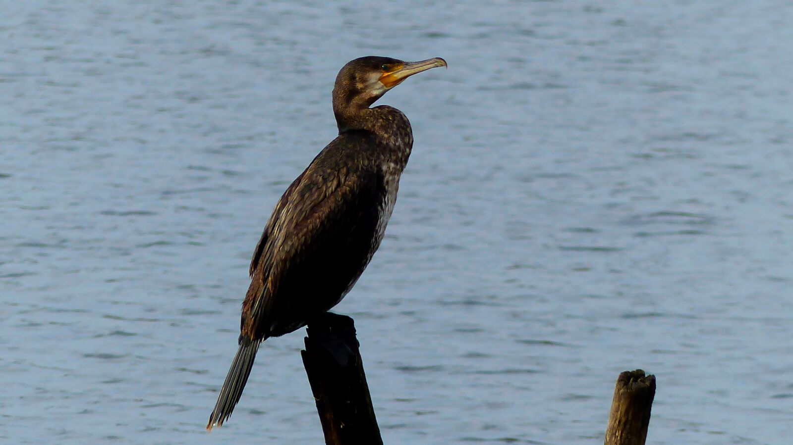 Panasonic Lumix DMC-FZ200 sample photo. Birds, lake, oceans photography