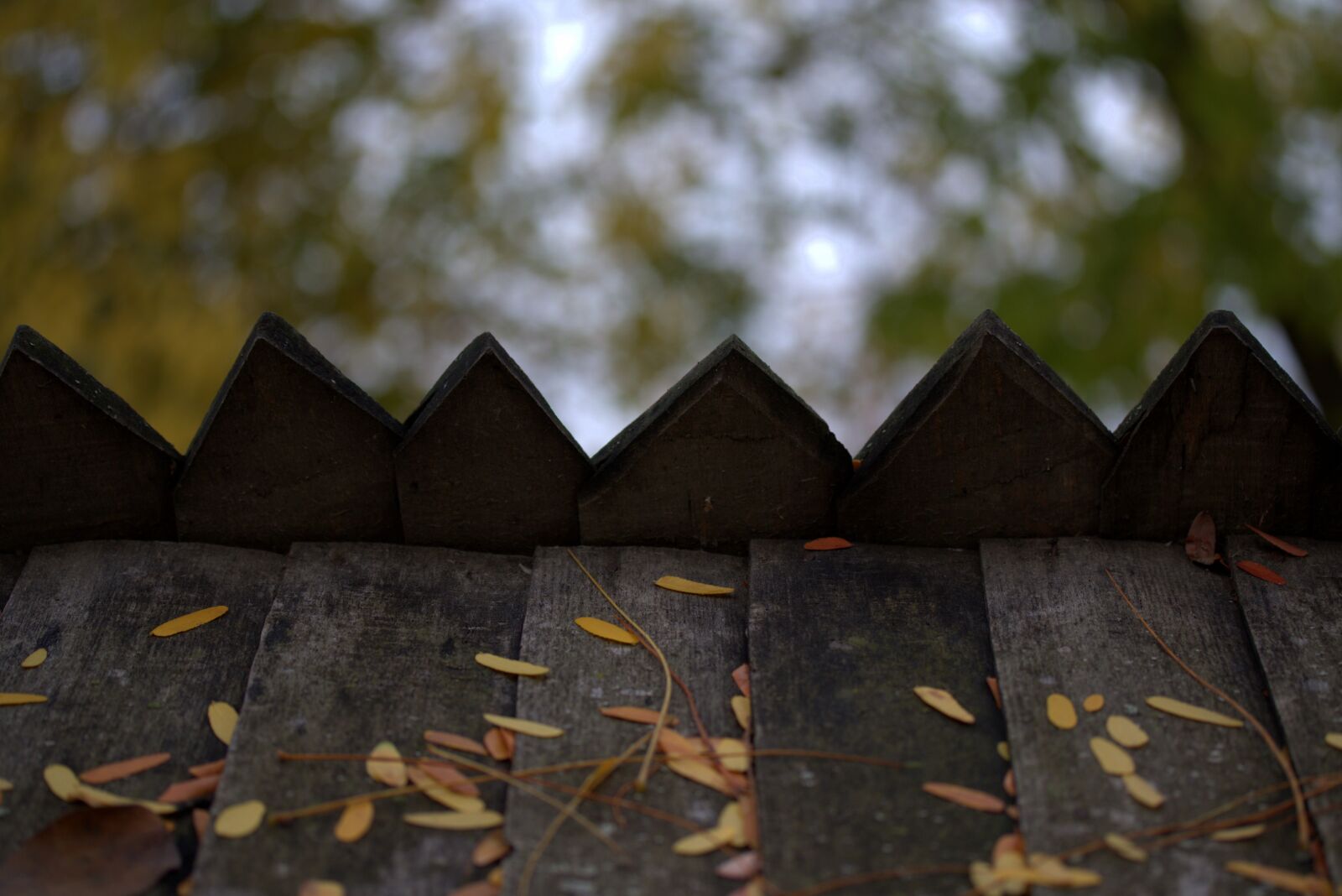 Canon EF-S 60mm F2.8 Macro USM sample photo. Roof, leaves, wood photography