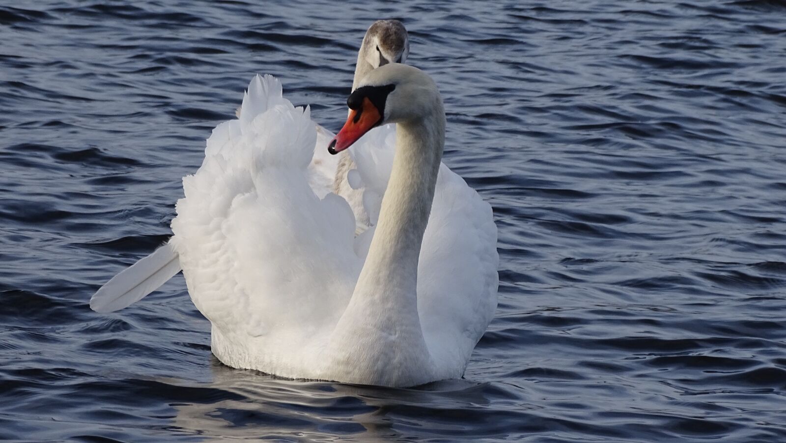 Sony Cyber-shot DSC-HX400V sample photo. Swan, banter see lake photography