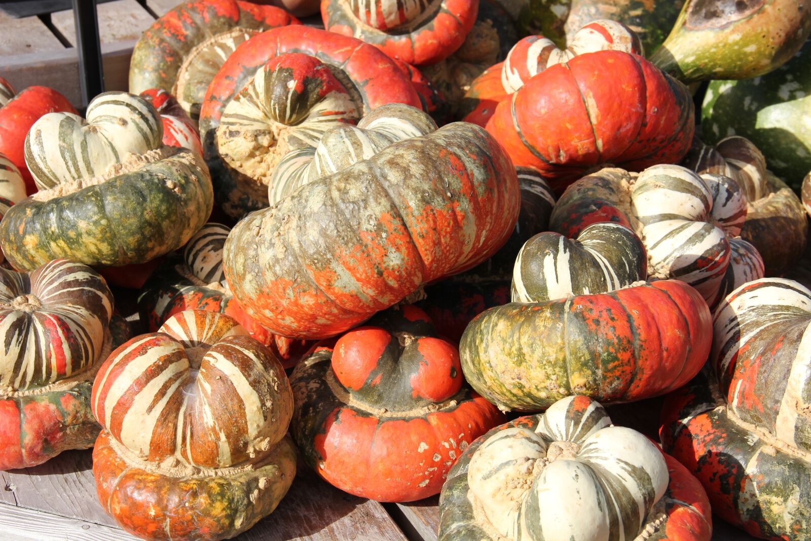 Canon EOS 550D (EOS Rebel T2i / EOS Kiss X4) sample photo. Pumpkins, gourds, fall photography