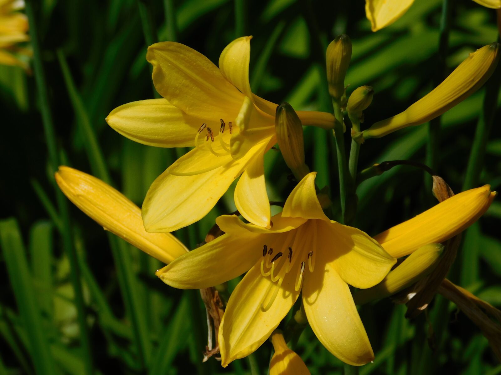 Nikon Coolpix B500 sample photo. Yellow, lily, flower photography