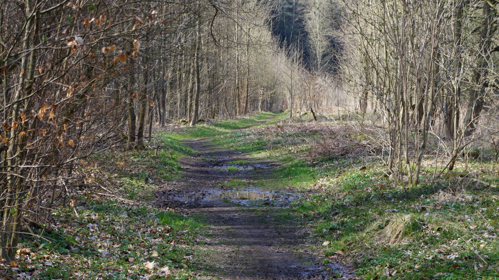Sony Alpha a3000 + Sony E 18-55mm F3.5-5.6 OSS sample photo. Forest, trees, forest path photography