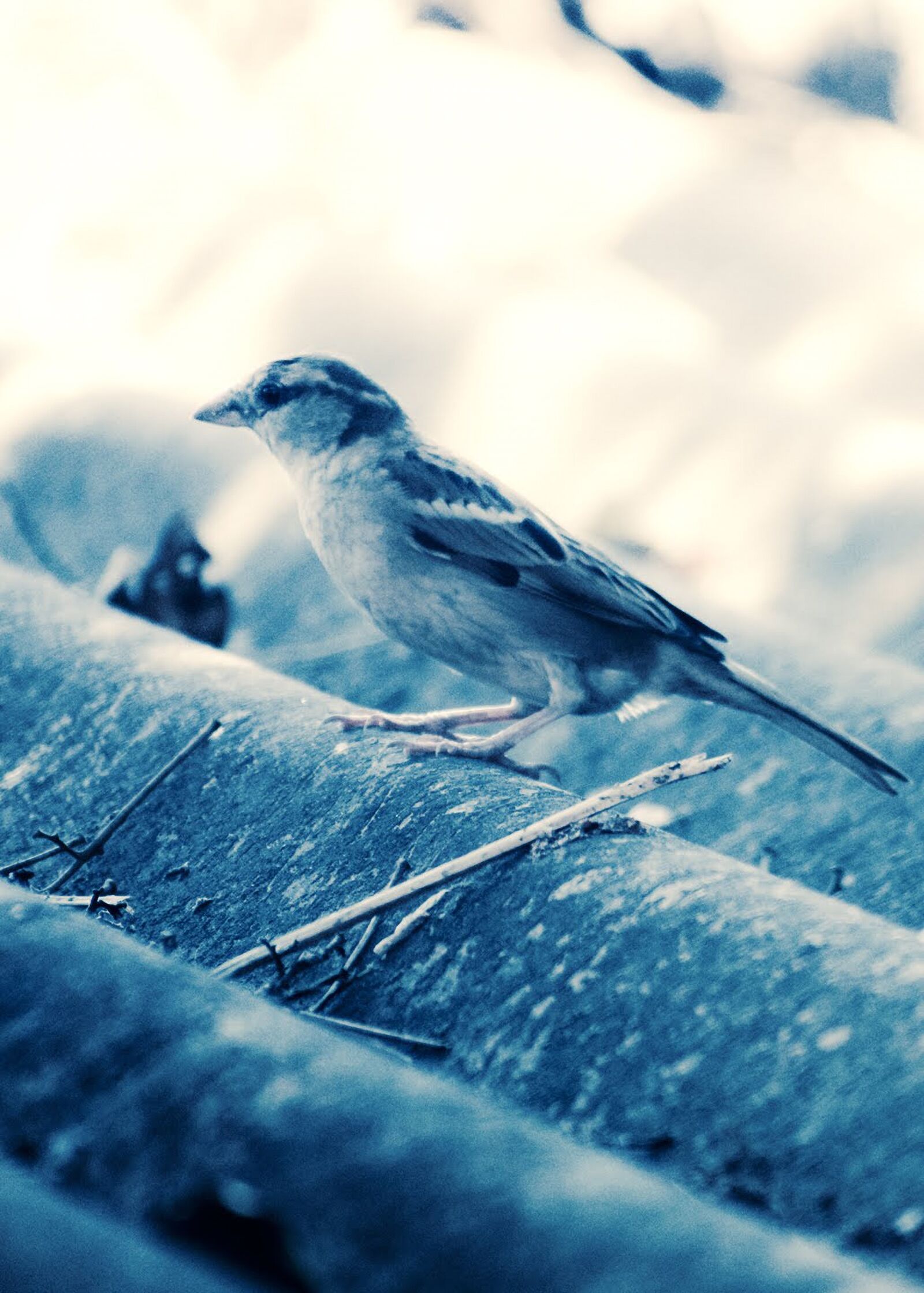Nikon D3400 sample photo. Bird, sparrow, wildlife photography